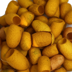 Close-up – Hand-dyed golden amber turmeric mulberry silk cocoons texture