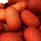 Orange-Red Silk Cocoons Closeup